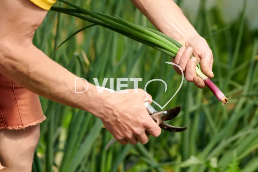 Photo Dominique VIET - Récolte des oignons