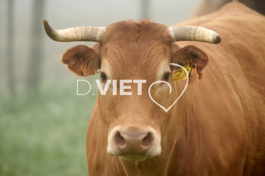 Photo Dominique VIET - Vaches et prè Limousines