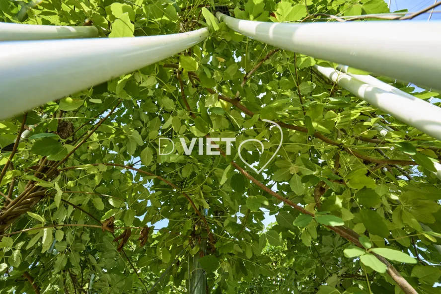 Photo Dominique VIET - CANOPEE
