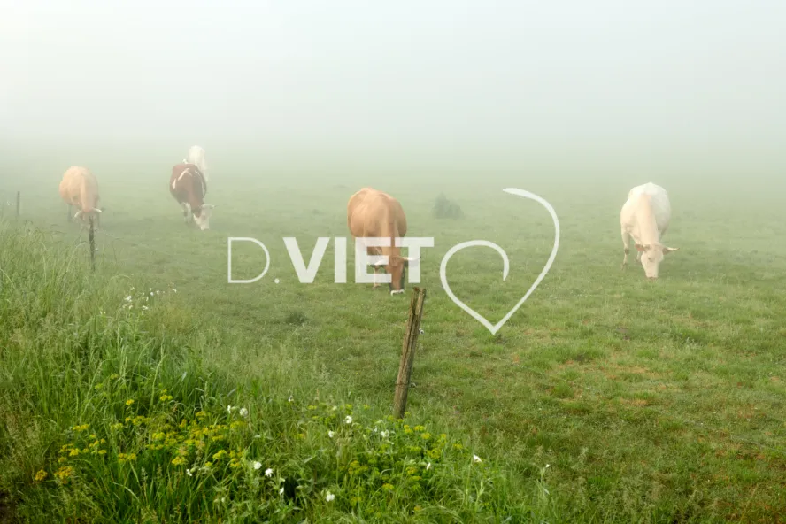 Photo Dominique VIET - Vaches et prè