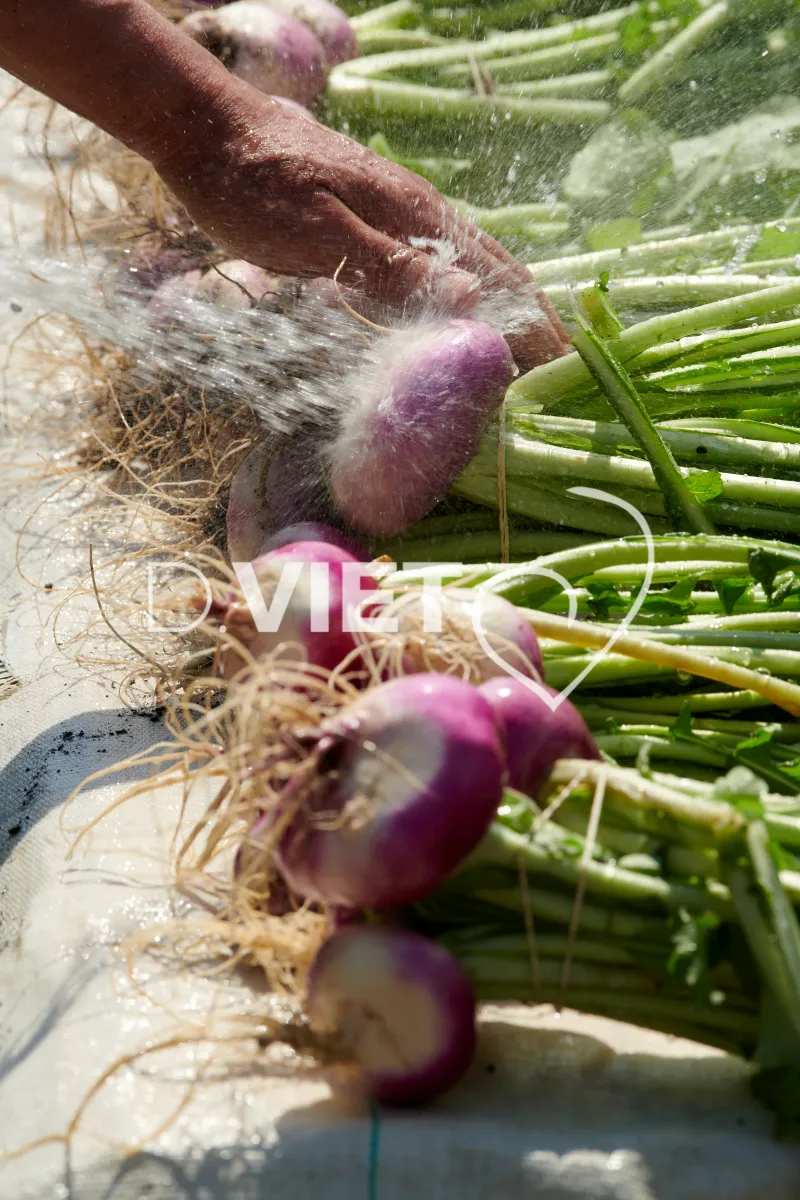 Photo Dominique VIET - Récolte des navets