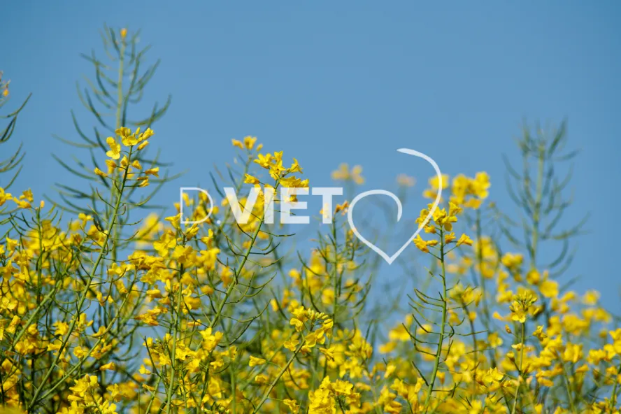 Photo Dominique VIET - Colza