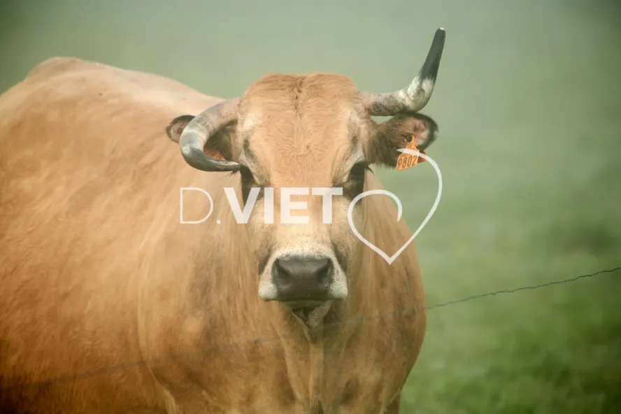 Photo Dominique VIET - Vaches et prè