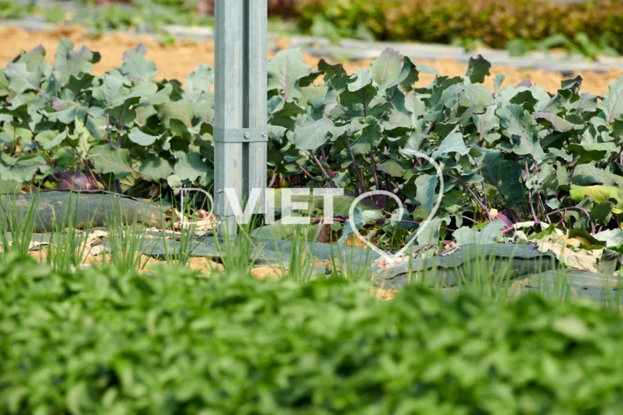 Photo Dominique VIET - les serres