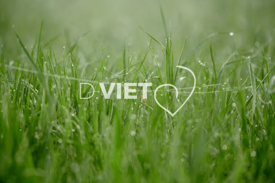 Photo Dominique VIET - Rosée du matin