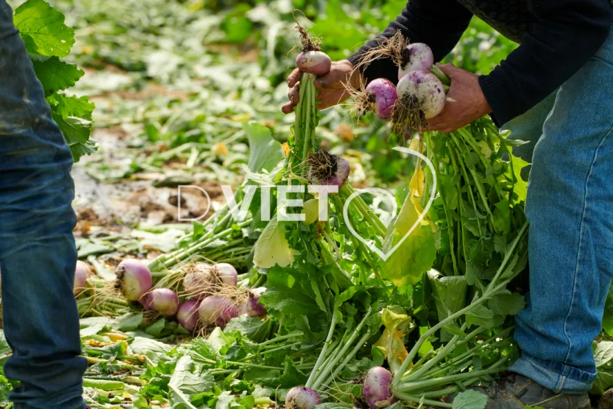 Photo Dominique VIET - Récolte des navets