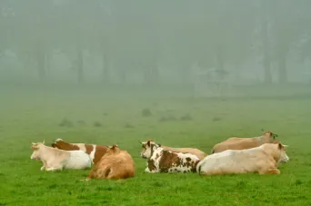 Photo Dominique VIET - Vaches et pr&egrave; Limousines charolais