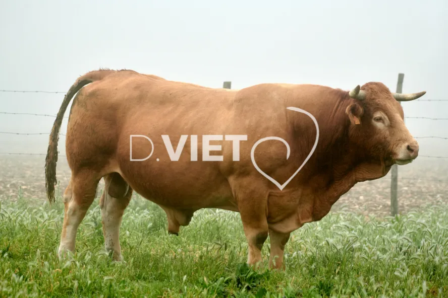 Photo Dominique VIET - Vaches et prè Limousines