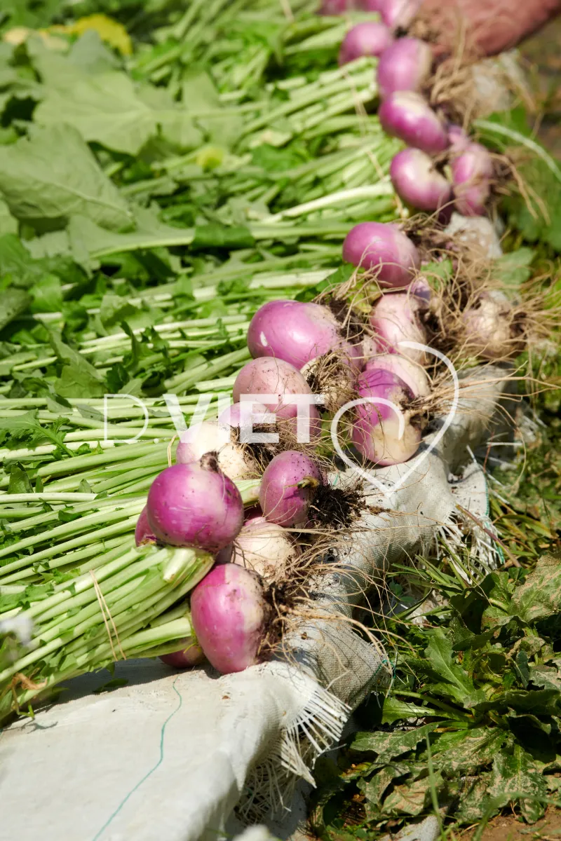 Photo Dominique VIET - Récolte des navets