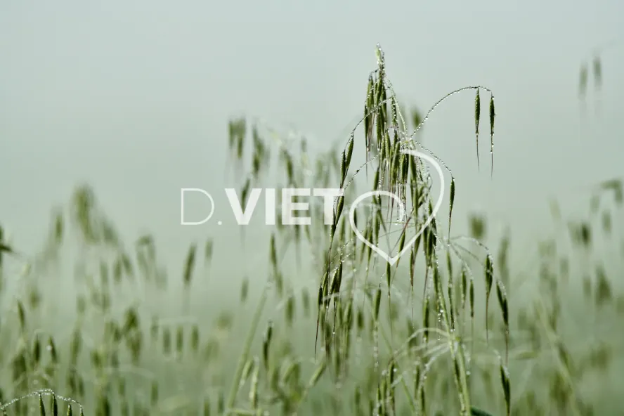 Photo Dominique VIET - Rosée du matin