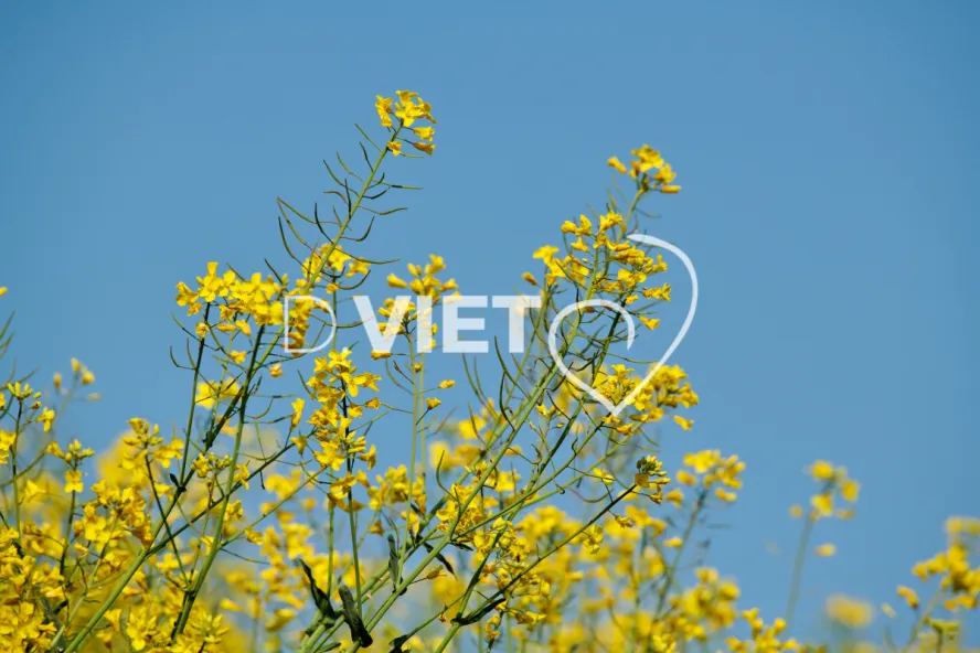 Photo Dominique VIET - Colza