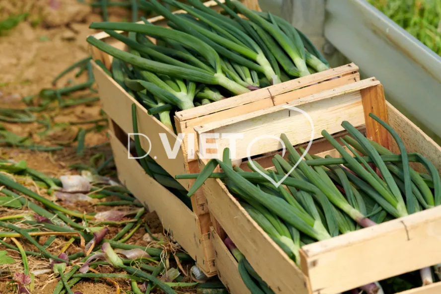 Photo Dominique VIET - Récolte des oignons