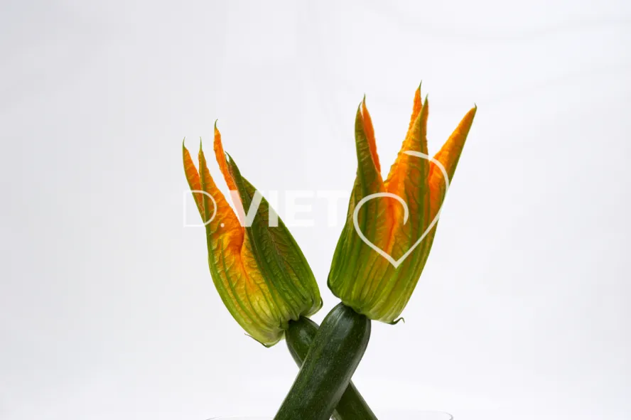 Photo Dominique VIET - VIET_010196