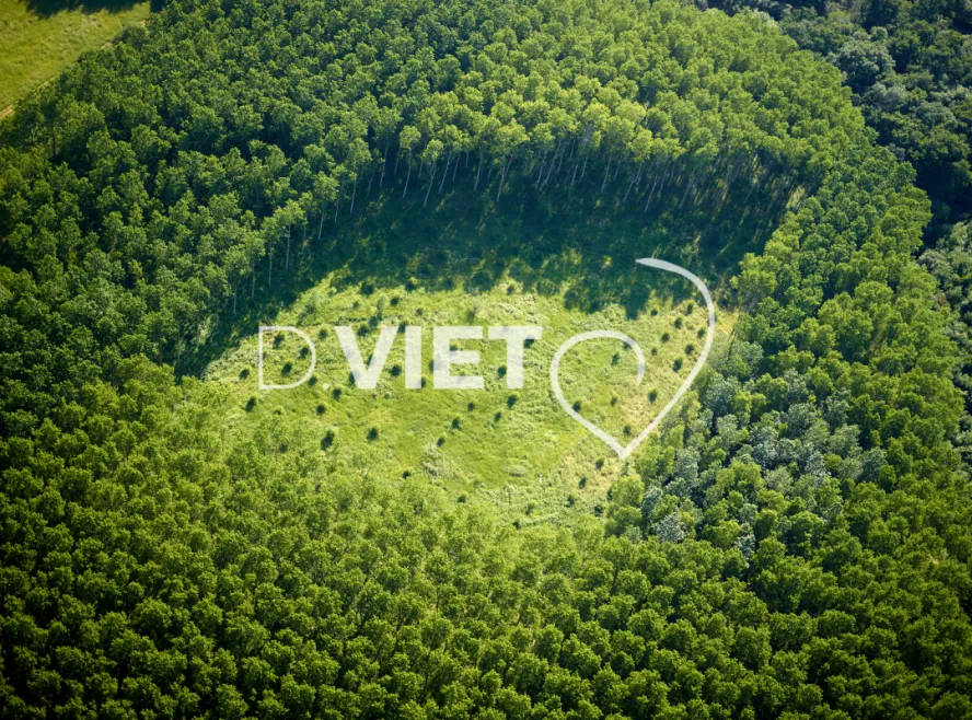 Photo Dominique VIET - Bois