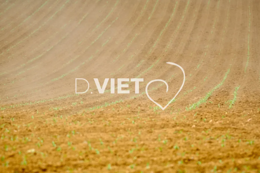 Photo Dominique VIET - Terres semées