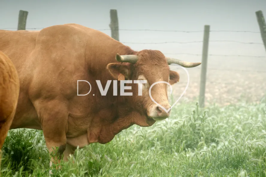 Photo Dominique VIET - Vaches et prè Limousines