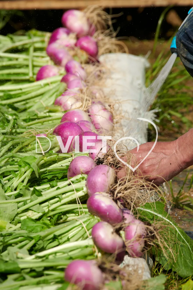 Photo Dominique VIET - Récolte des navets