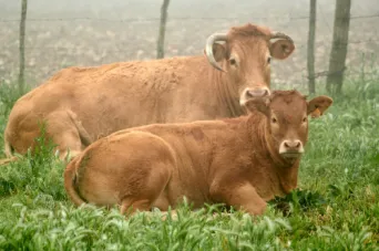 Photo Dominique VIET - Vaches et pr&egrave; Limousines