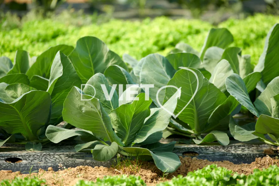 Photo Dominique VIET - Les serrres