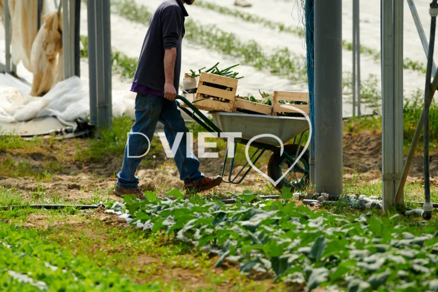 Photo Dominique VIET - Récolte des oignons