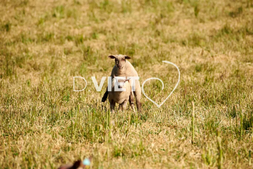 Photo Dominique VIET - Moutons rouges de l'ouest