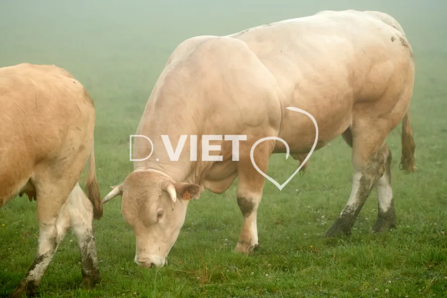 Photo Dominique VIET - Vaches et prè