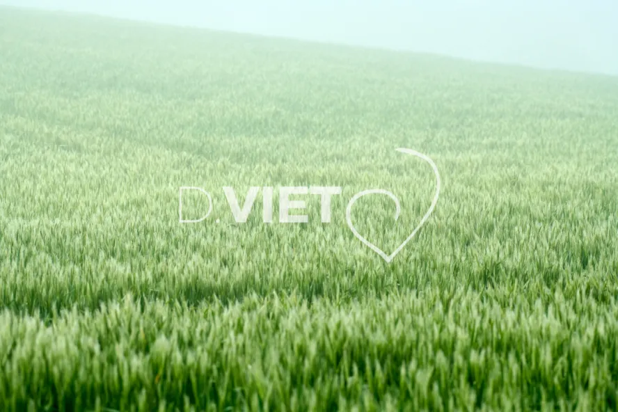 Photo Dominique VIET - Rosée du matin