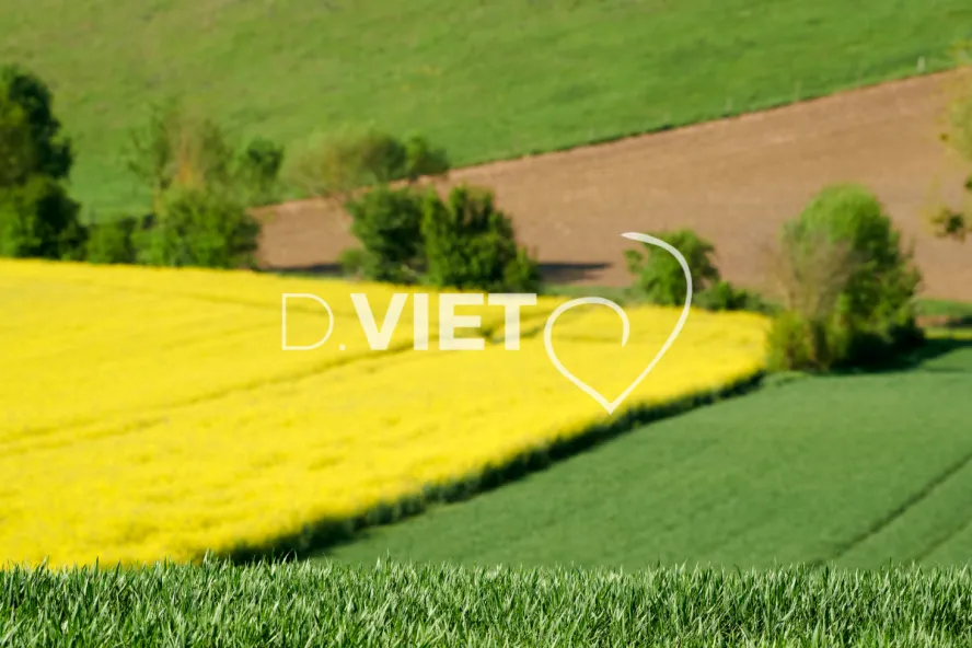 Photo Dominique VIET - Colza