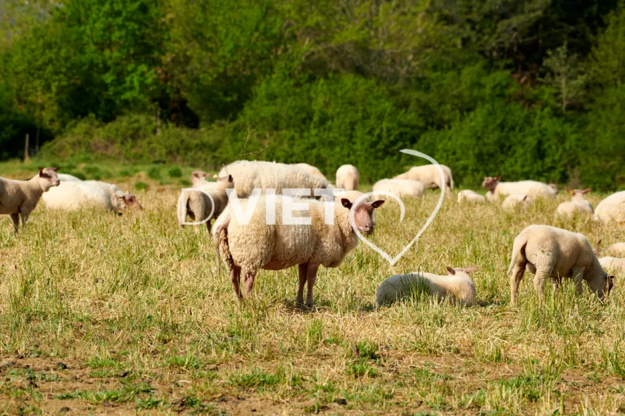Photo Dominique VIET - Moutons rouges de l'ouest
