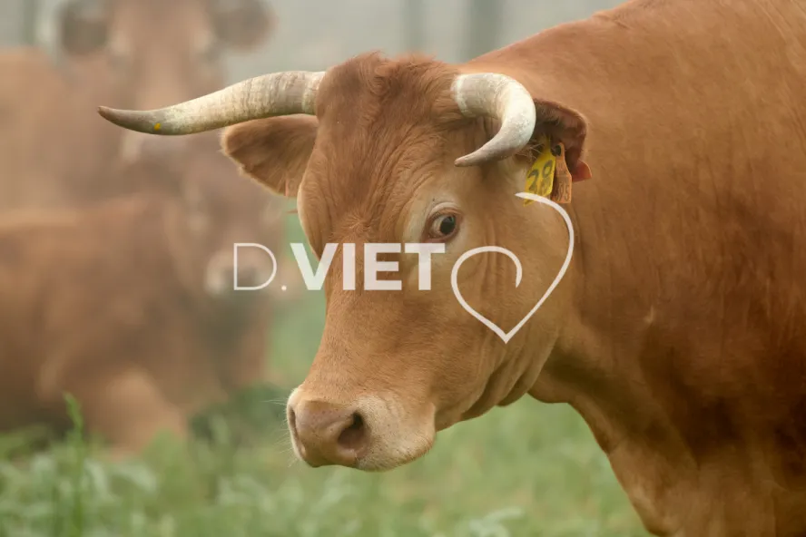 Photo Dominique VIET - Vaches et prè Limousines