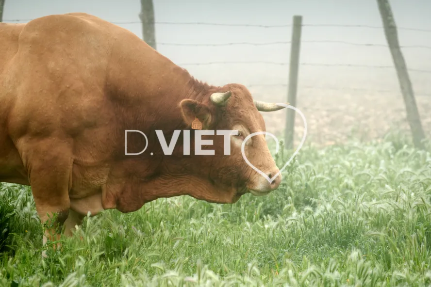 Photo Dominique VIET - Vaches et prè Limousines