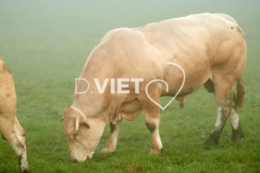 Photo Dominique VIET - Vaches et prè