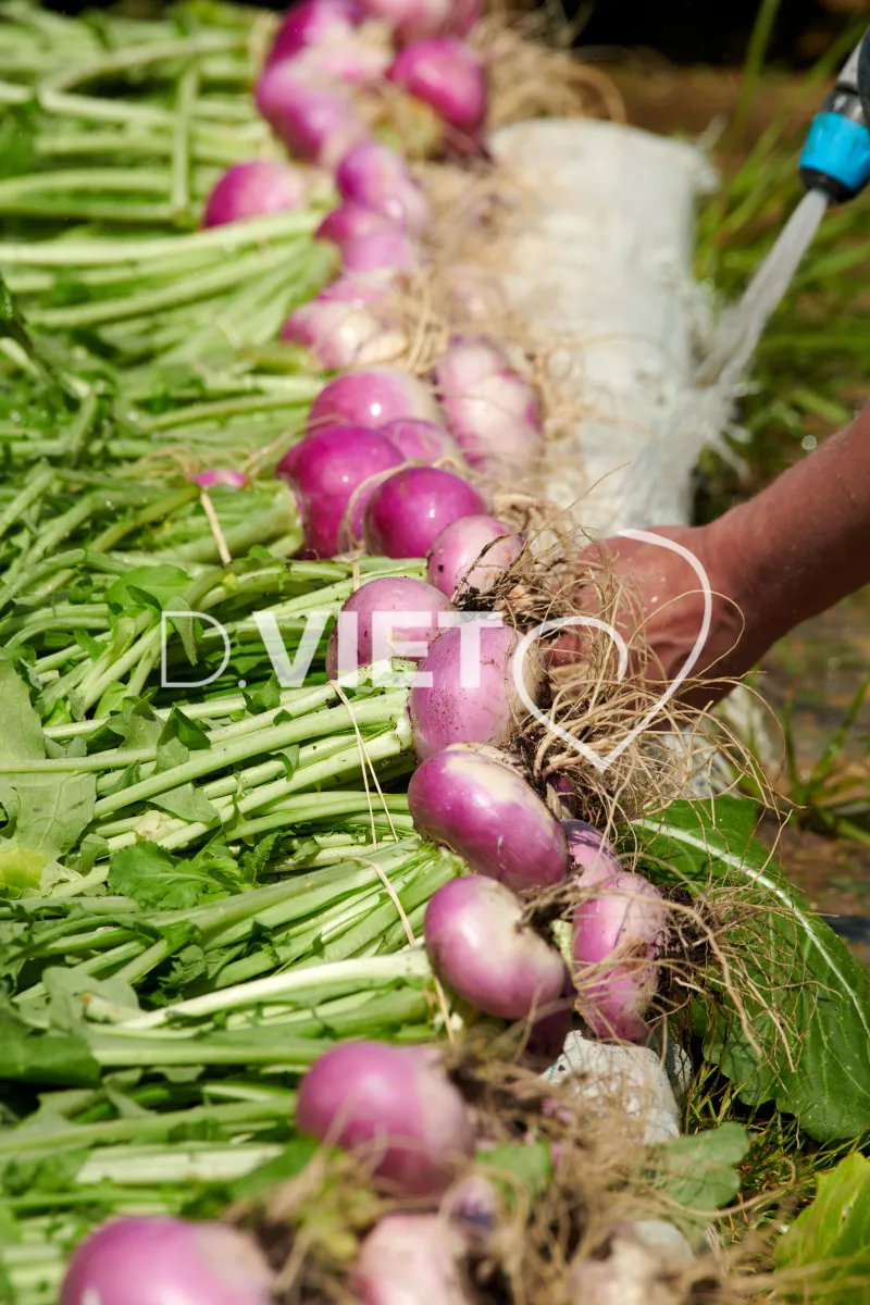 Photo Dominique VIET - Récolte des navets