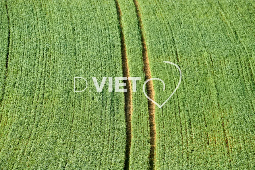 Photo Dominique VIET - Terres semées