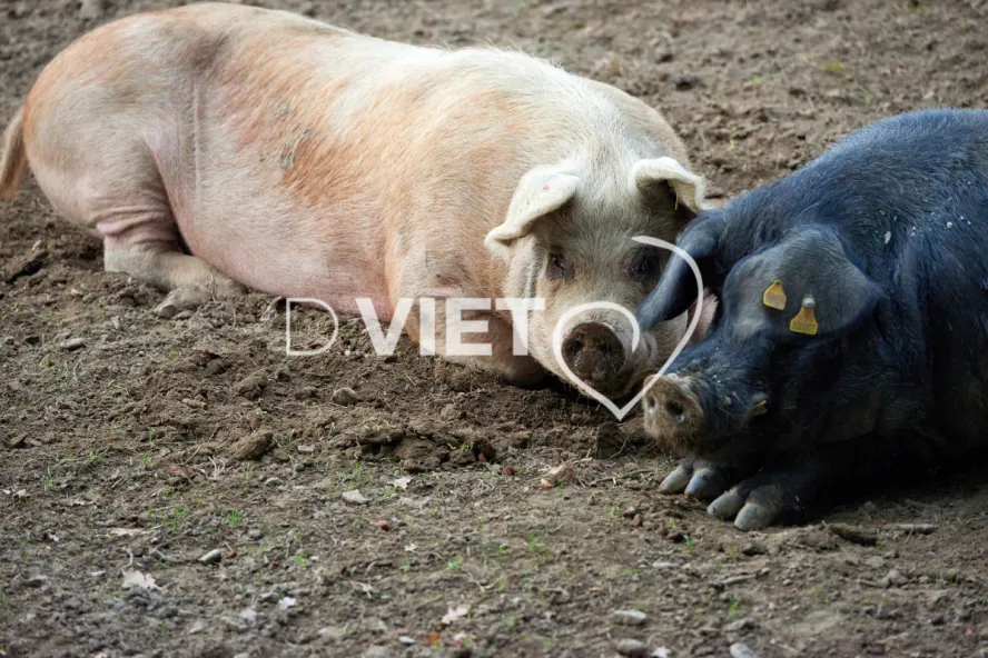 Photo Dominique VIET - Truies en plein air
