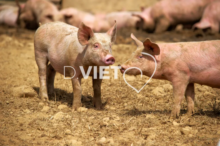 Photo Dominique VIET - Porcelets