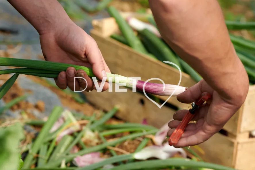 Photo Dominique VIET - Récolte des oignons