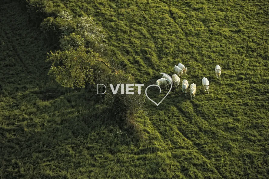 Photo Dominique VIET - bovins