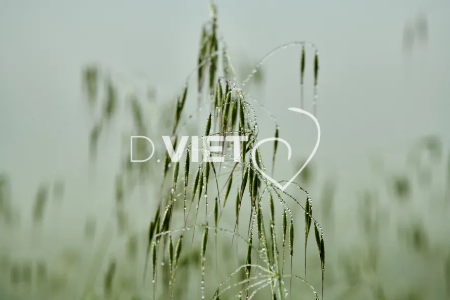 Photo Dominique VIET - Rosée du matin