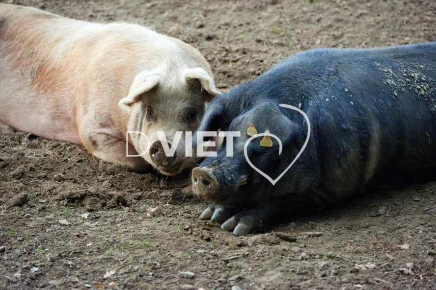 Photo Dominique VIET - Truies en plein air