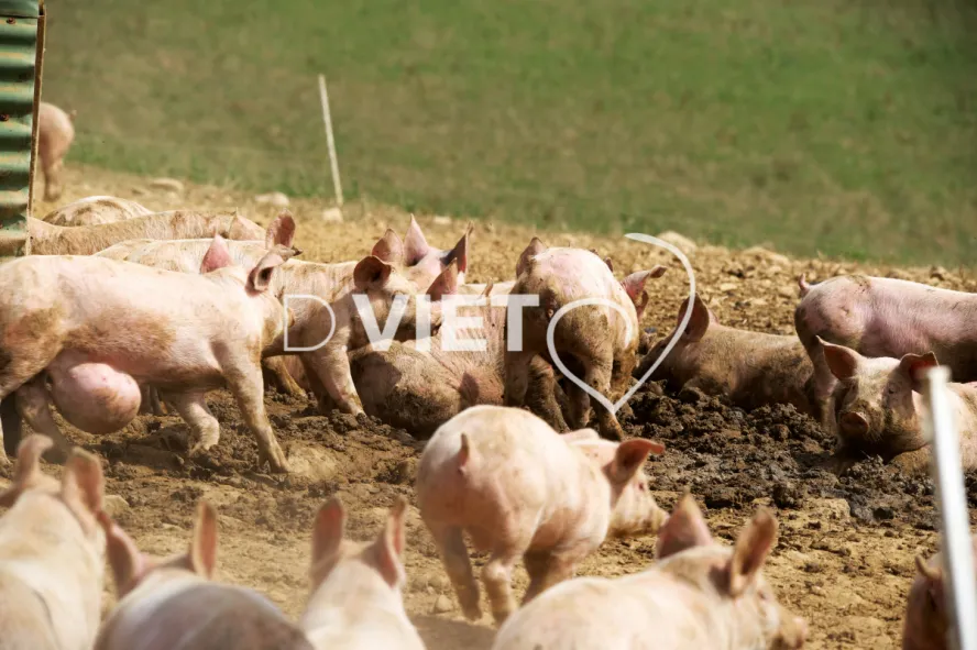 Photo Dominique VIET - Porcelets