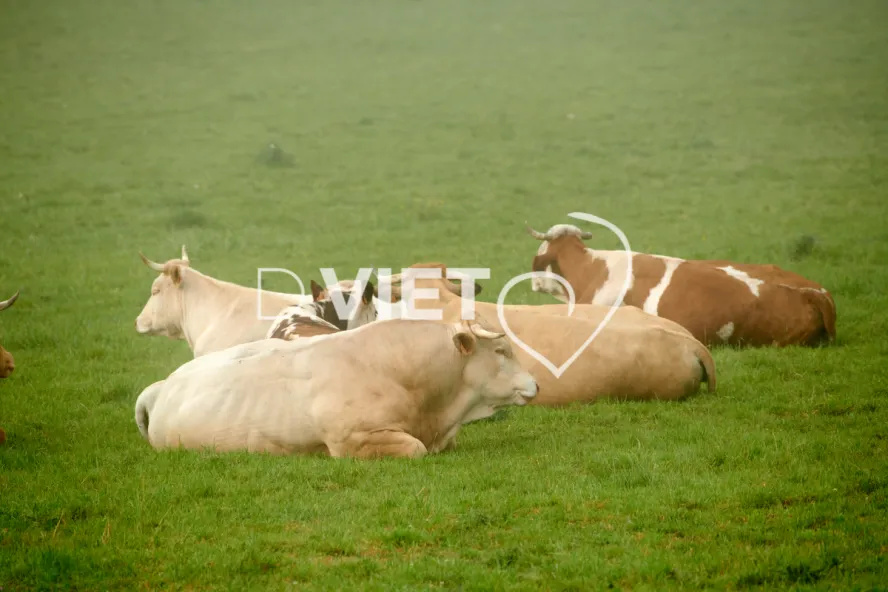 Photo Dominique VIET - Vaches et prè Limousines charolais