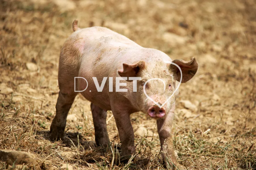 Photo Dominique VIET - Porcelets