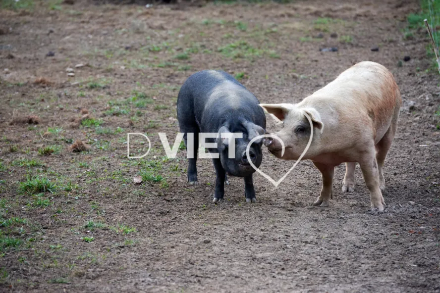 Photo Dominique VIET - Truies en plein air
