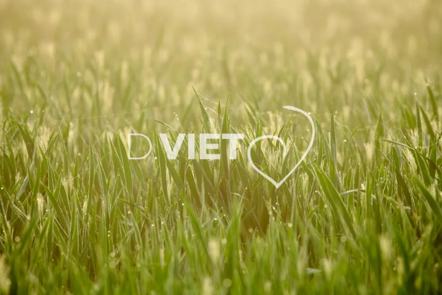 Photo Dominique VIET - Rosée du matin