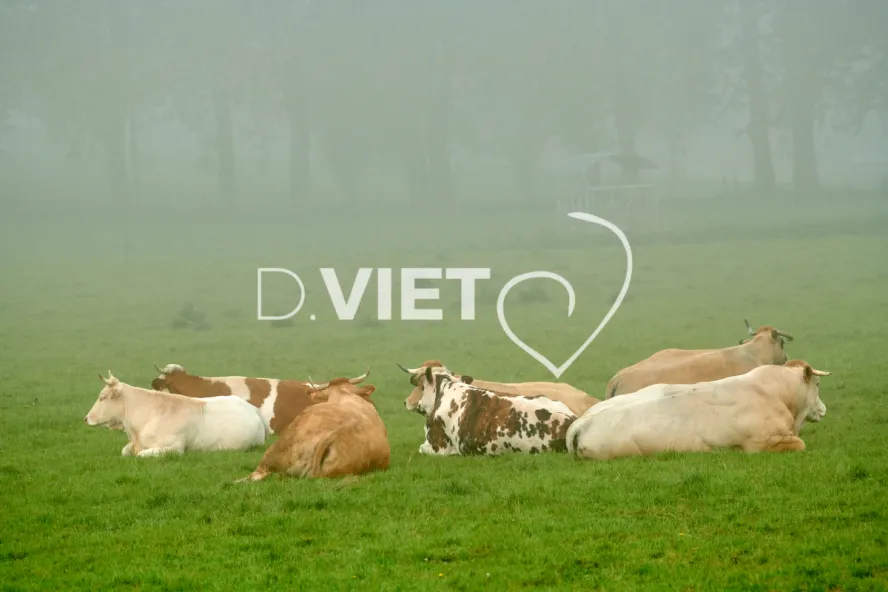 Photo Dominique VIET - Vaches et prè Limousines charolais
