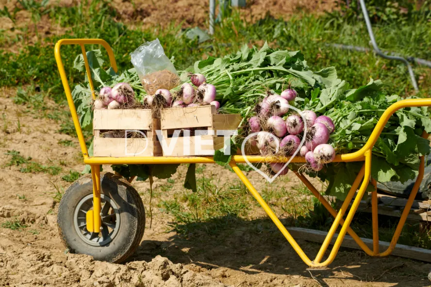 Photo Dominique VIET - Récolte des navets