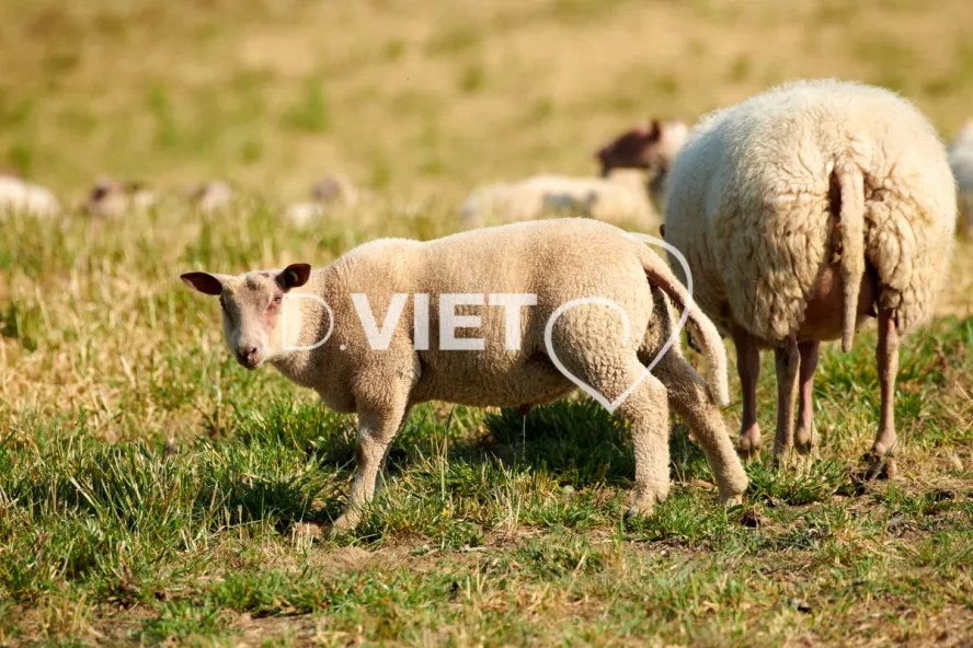 Photo Dominique VIET - Moutons rouges de l'ouest
