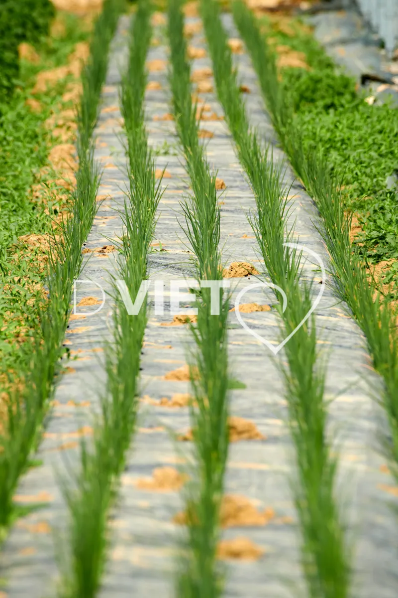 Photo Dominique VIET - les serres