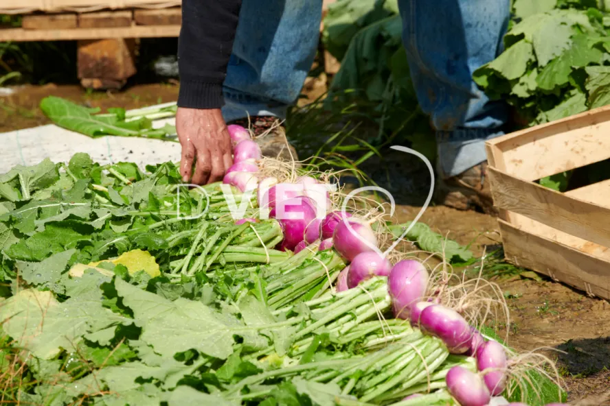 Photo Dominique VIET - Récolte des navets